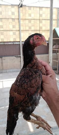 parrot cross madi