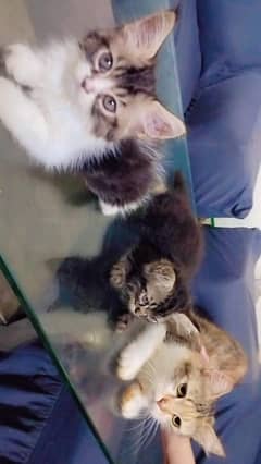cat with 4 kittens