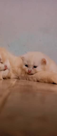kitten for sale