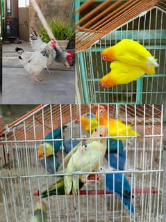 Lovebirds & Hens Breeder | Light Sussex pure
