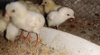 پیور پیپر وائٹ ھیرا اصیل کے چوزے