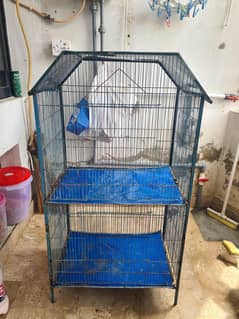 2 Portion Cage, Breeding Pallid Pair, Blue Pastel Pair With 3 Chics