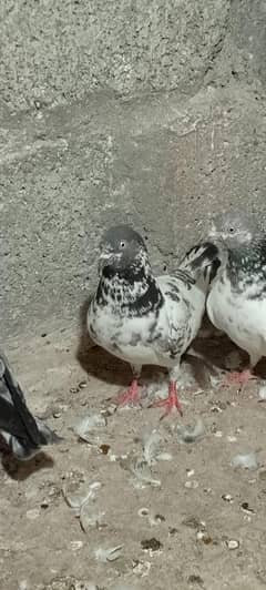 03275335890