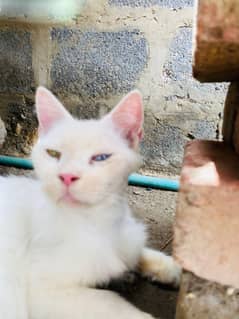 odd colour eyes female Russian cat