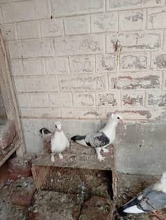 Best breader pair Santi, lucky and hawai