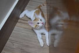 Cute Playful Kittens