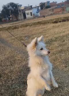 beautiful dog 03463576460