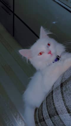 Persian  cat
