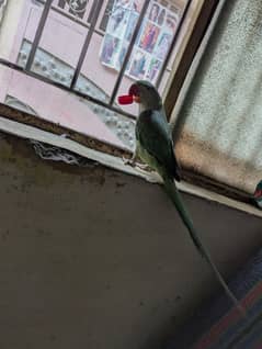 Raw parrot for sale