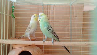 Australian parrot pair