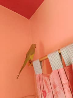 green parrot