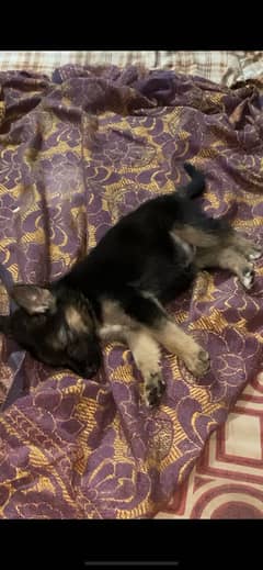 Dog for sale