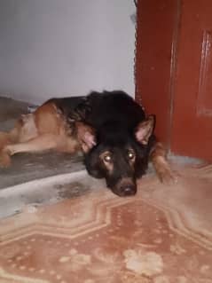 black mask belgiam shepherd