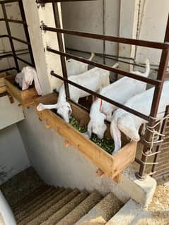 rajanpuri