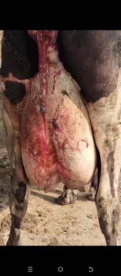 Breed Cows for sale/ Heifers for Sale/ milking buffalo for sale