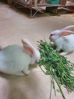 male female boths