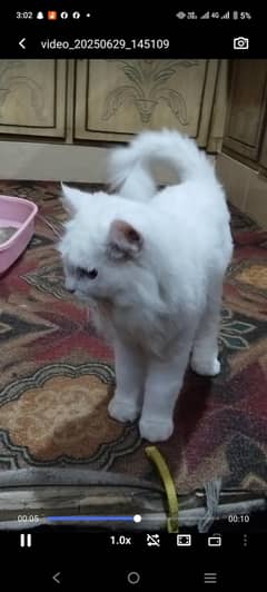 Cat white colour