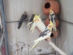 cockatieles