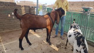Tandoorast nasli  Nagara Bakra for sale