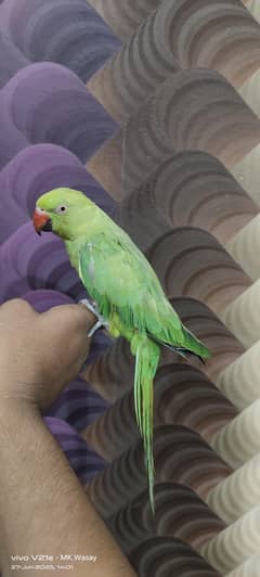 2ringneck