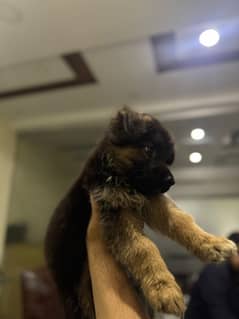black German shepherd puppies available for sale. .