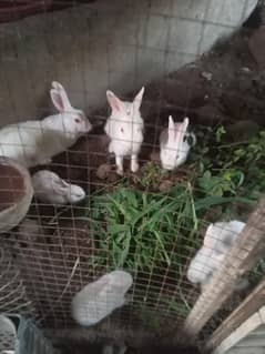 red eyes white rabbits pair