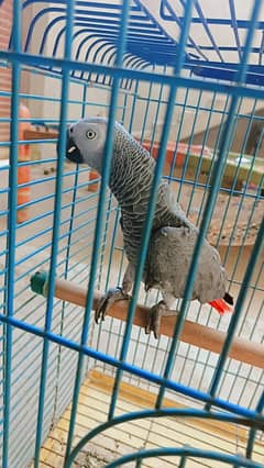 grey parrot