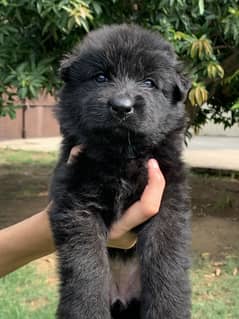 German Shepherd Puppies