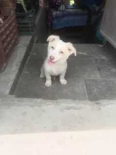 Russian Dog