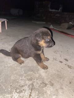 Female or sale