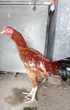golden Misri murgha