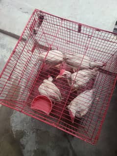 5 chicks with cage