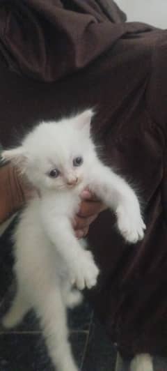 Persian