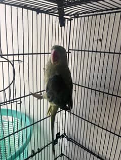 kashmiri the parrot fear for sale my WhatsApp number, 03365056957