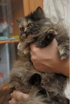 tiger shelt heavy furrr female kitten
