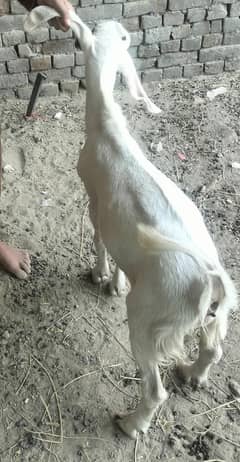 Umar