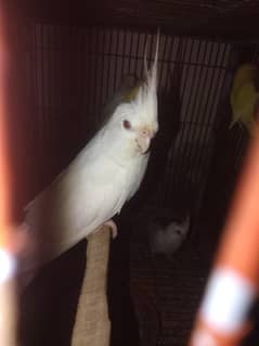 cocktael