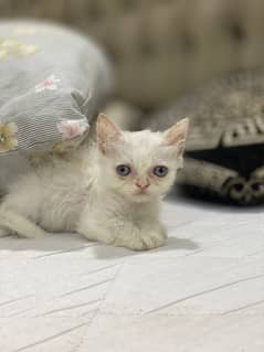 Persian Male Kitten (Ocean Blue Eyes)