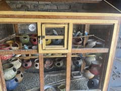 Bajri parrot and big cage