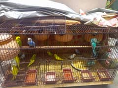 budgies