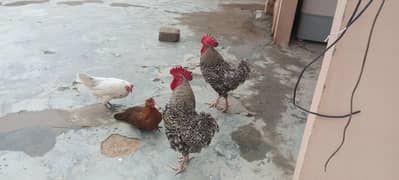 desi murga murgi