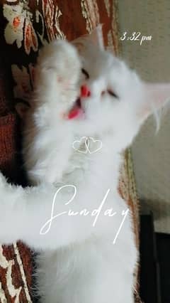 cat for sale 5manth.