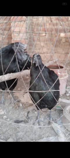 Ayam semani grey tongue two male one female