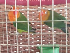 fisher parrot for sale one pair