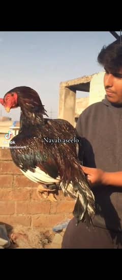 2.5 month ka chicks ka pair available h is breeder ka