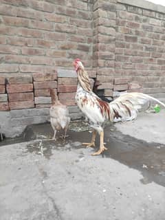 Mianwali Aseel Pair & 1 Black Thai Female