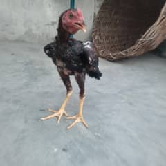03457152957