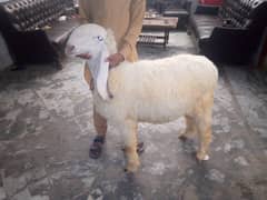 sheep male kakka kajla