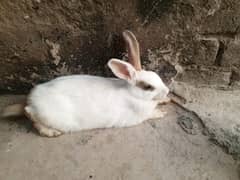 Rabbit pairs/8months age healthy