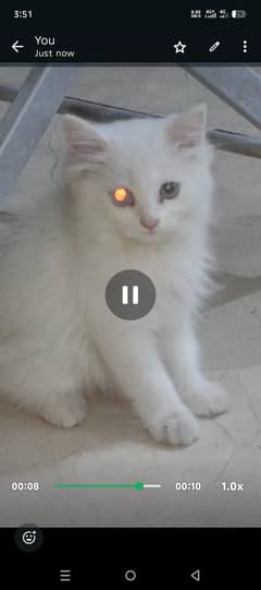 Persian Cat female  8 months